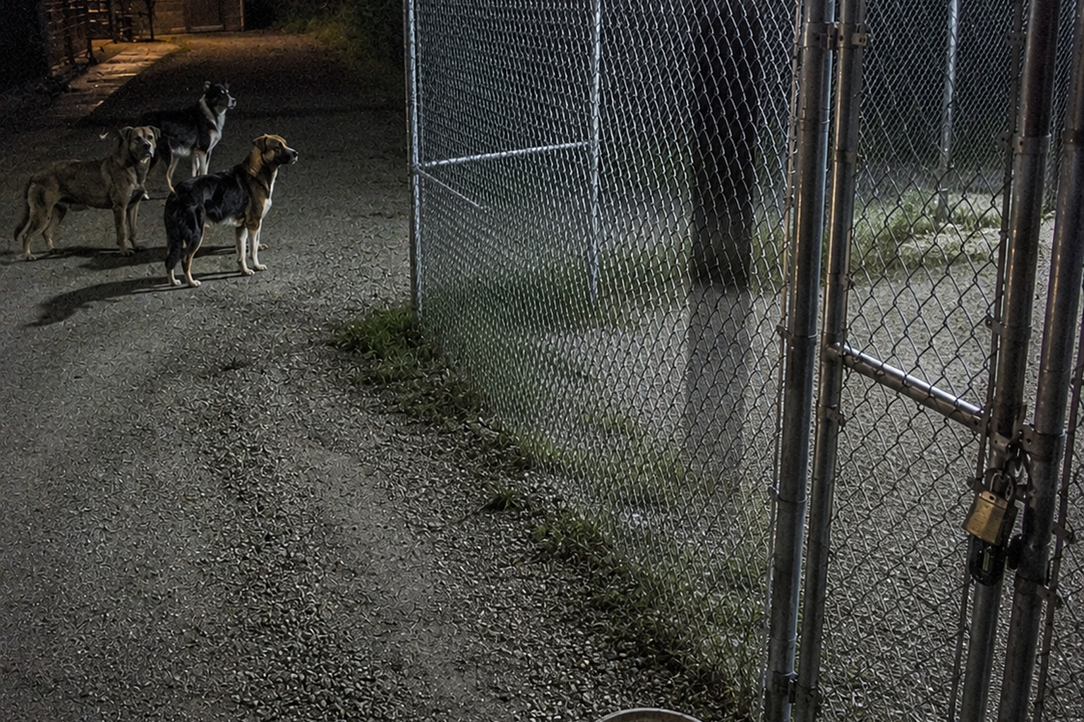 Editorial recreation of the Wildlife Rehab Night Camera Showed Every Dog Staring Into The Empty Quarantine Run story, image 3.