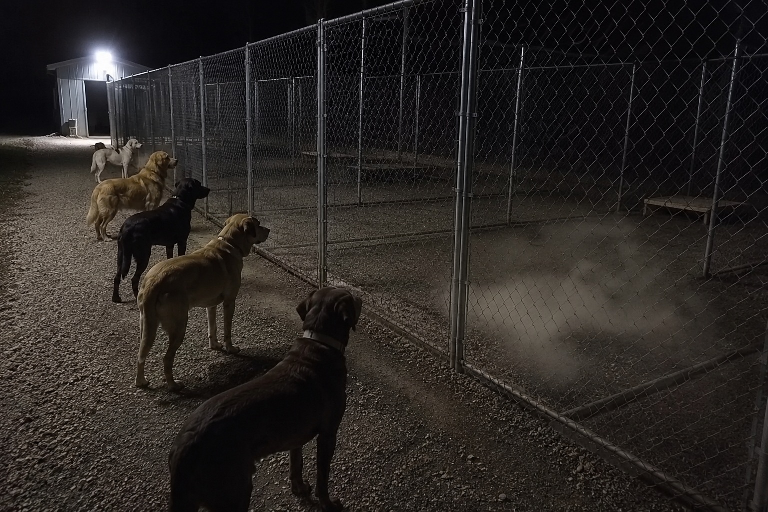 Editorial recreation of the Wildlife Rehab Night Camera Showed Every Dog Staring Into The Empty Quarantine Run story, image 4.