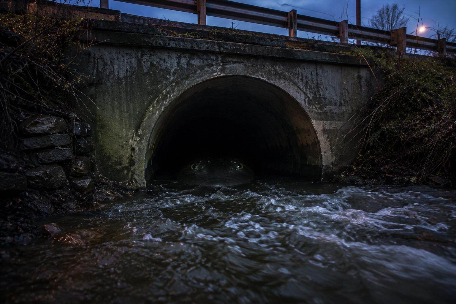 Editorial recreation of the Why Do River Creature Stories Start Near Storm Drains? story, image 2.