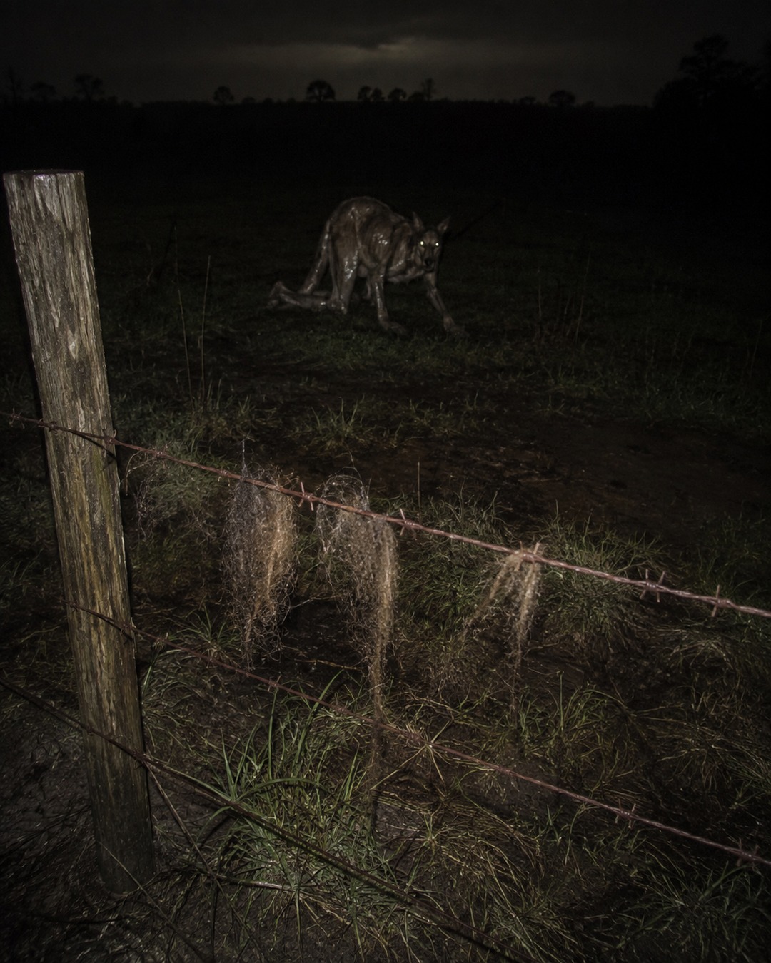 Editorial illustration of a pale wet creature caught near deer hair on a rural fence at night.