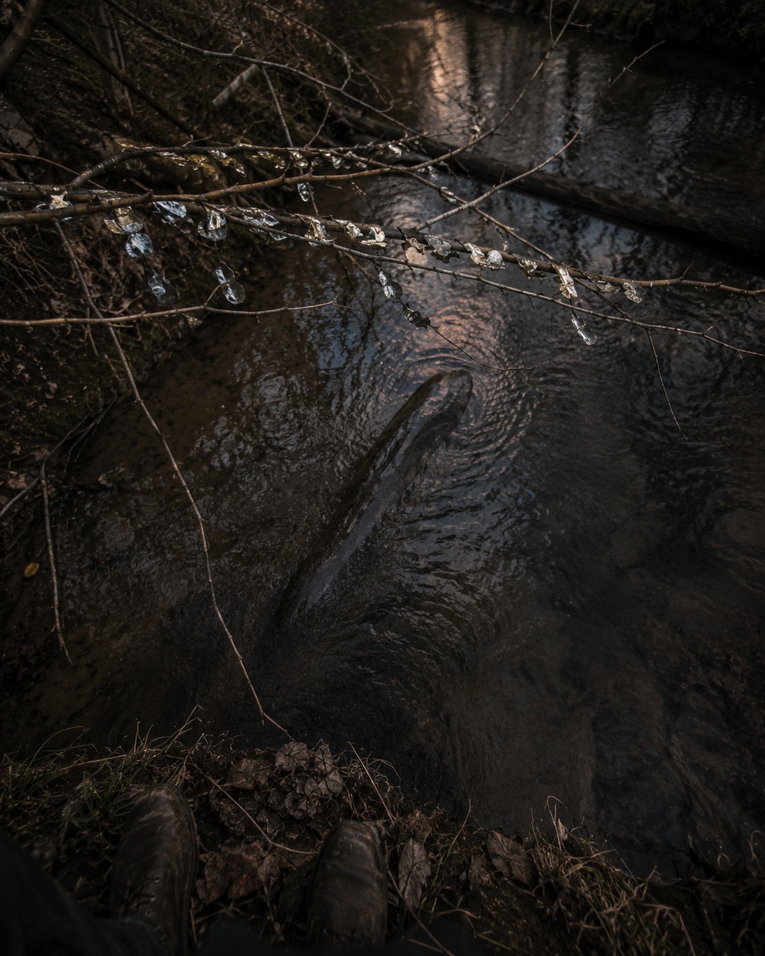 Editorial illustration of a long wet creature shape below fish scales caught on branches over a creek.