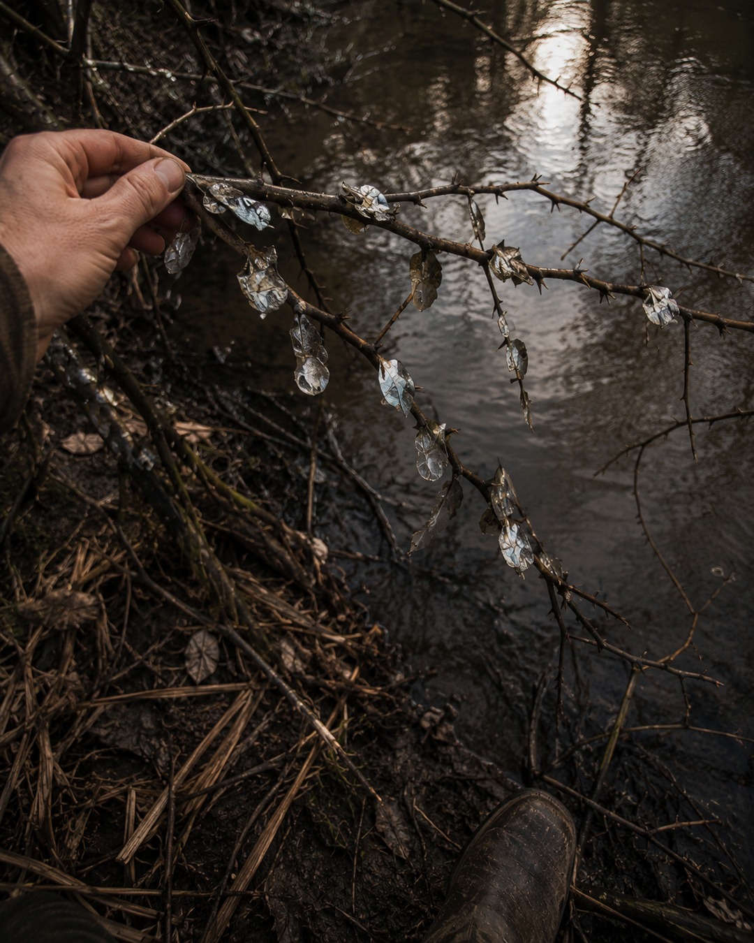 Editorial close view of fish scales stuck to branches above a creek after high water.