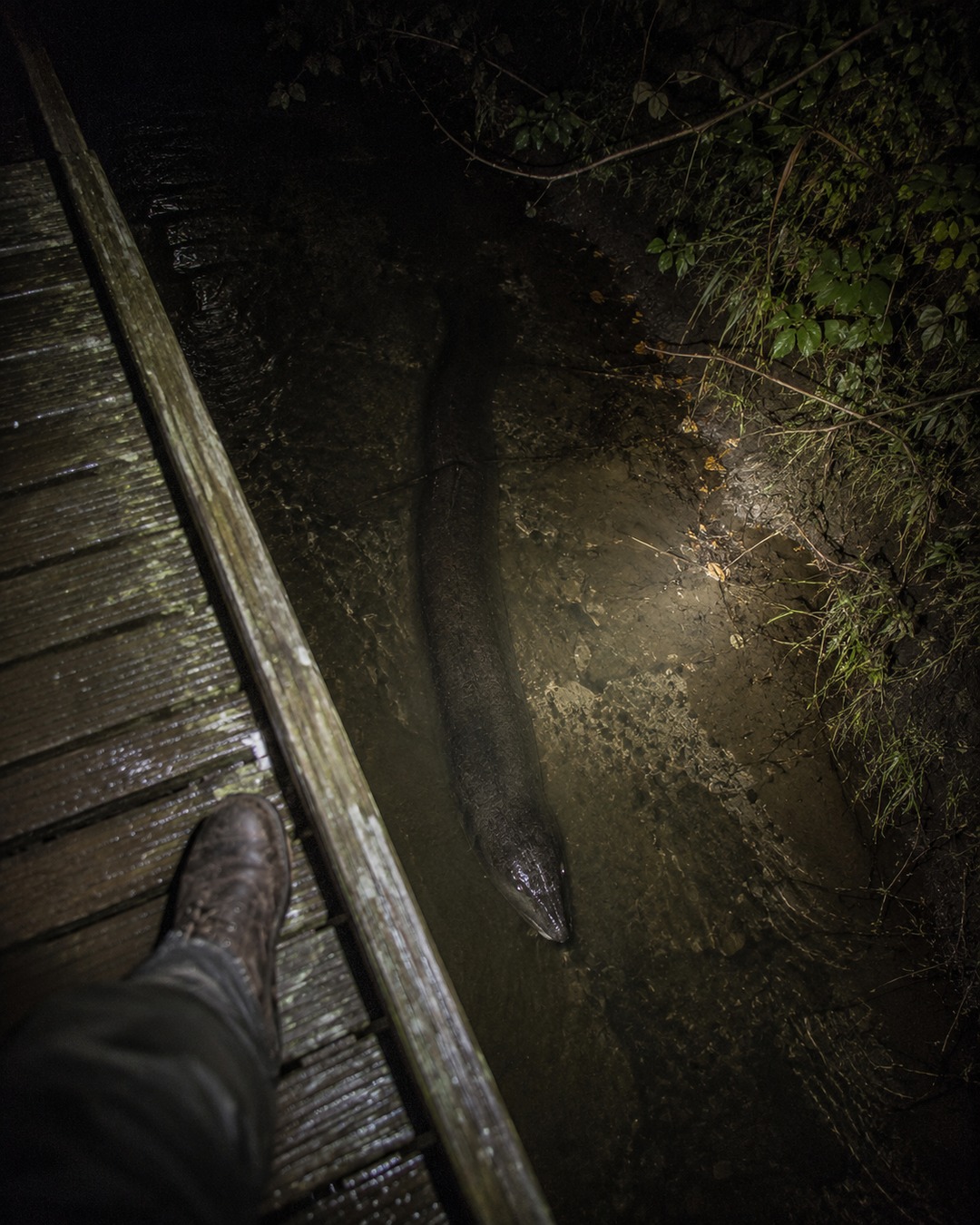 Editorial illustration of a dark elongated body sliding beneath a shallow creek footbridge.