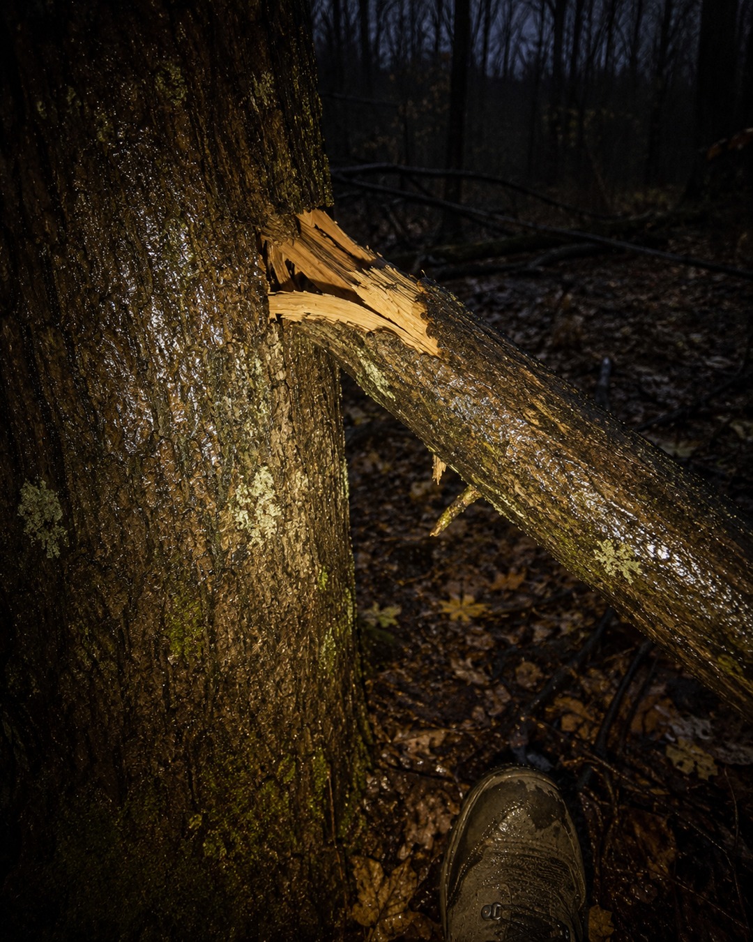 Editorial illustration of a broken branch and tree trunk in a dark forest sound-report setting.