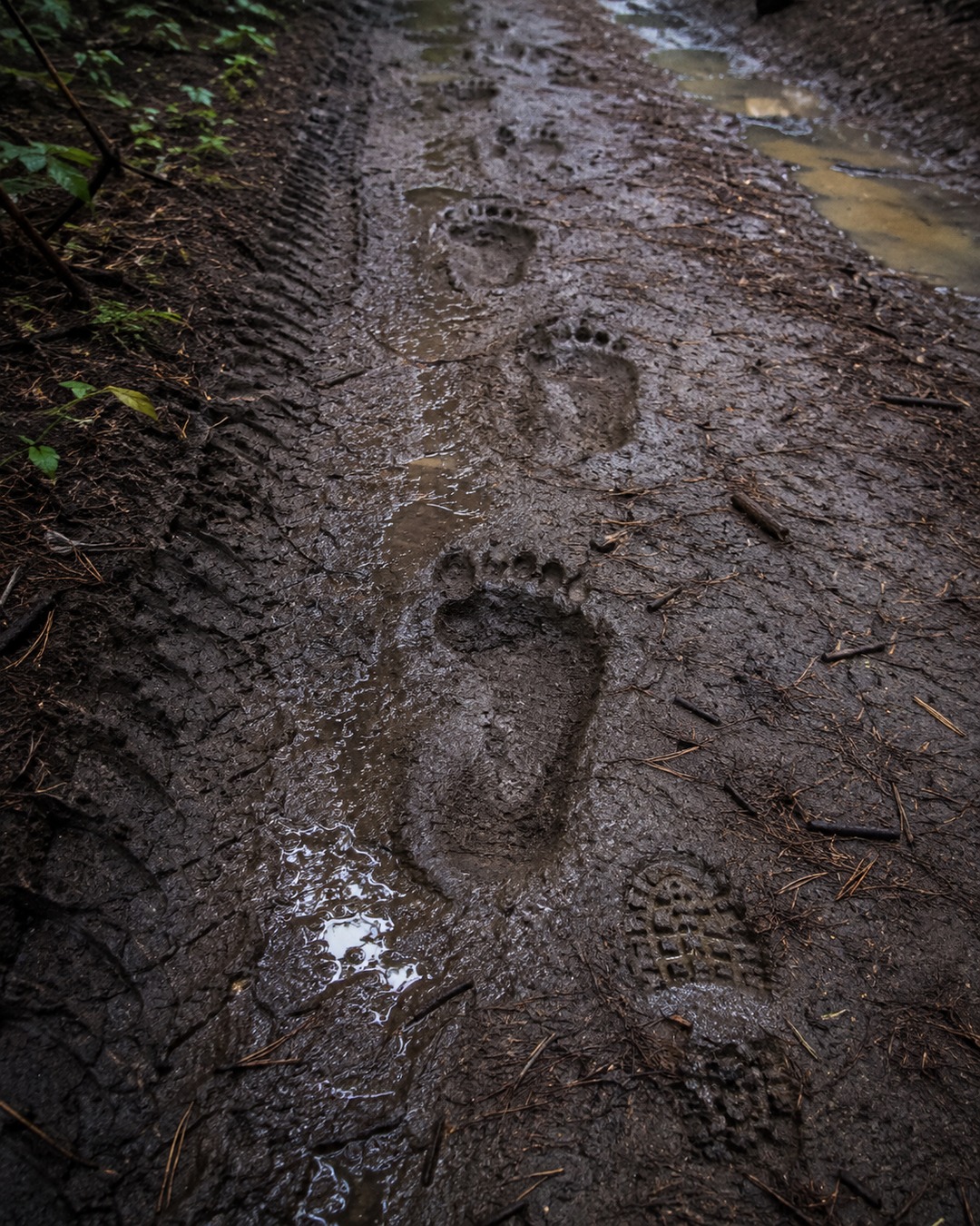 Editorial close view of a line of large muddy barefoot-like tracks beside a tire rut.