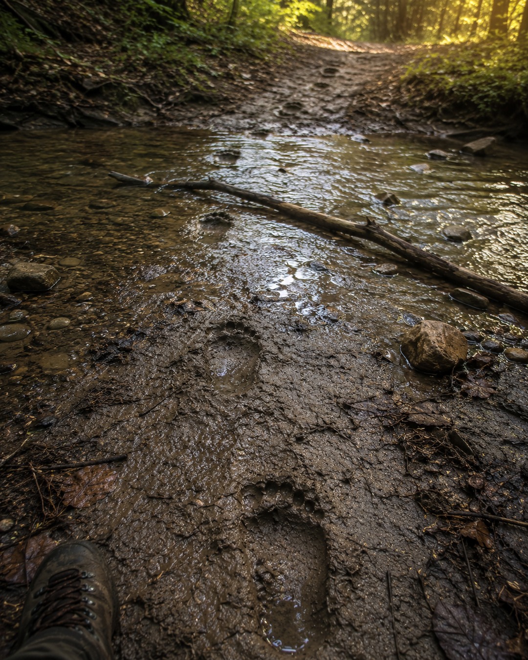 Editorial illustration of very large tracks crossing a shallow creek with forest scale cues.