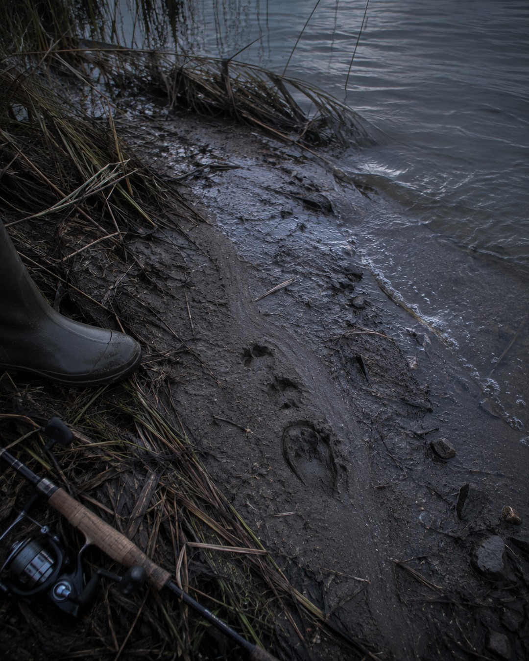 Editorial illustration of wet shoreline tracks and disturbed reeds beside a lake.