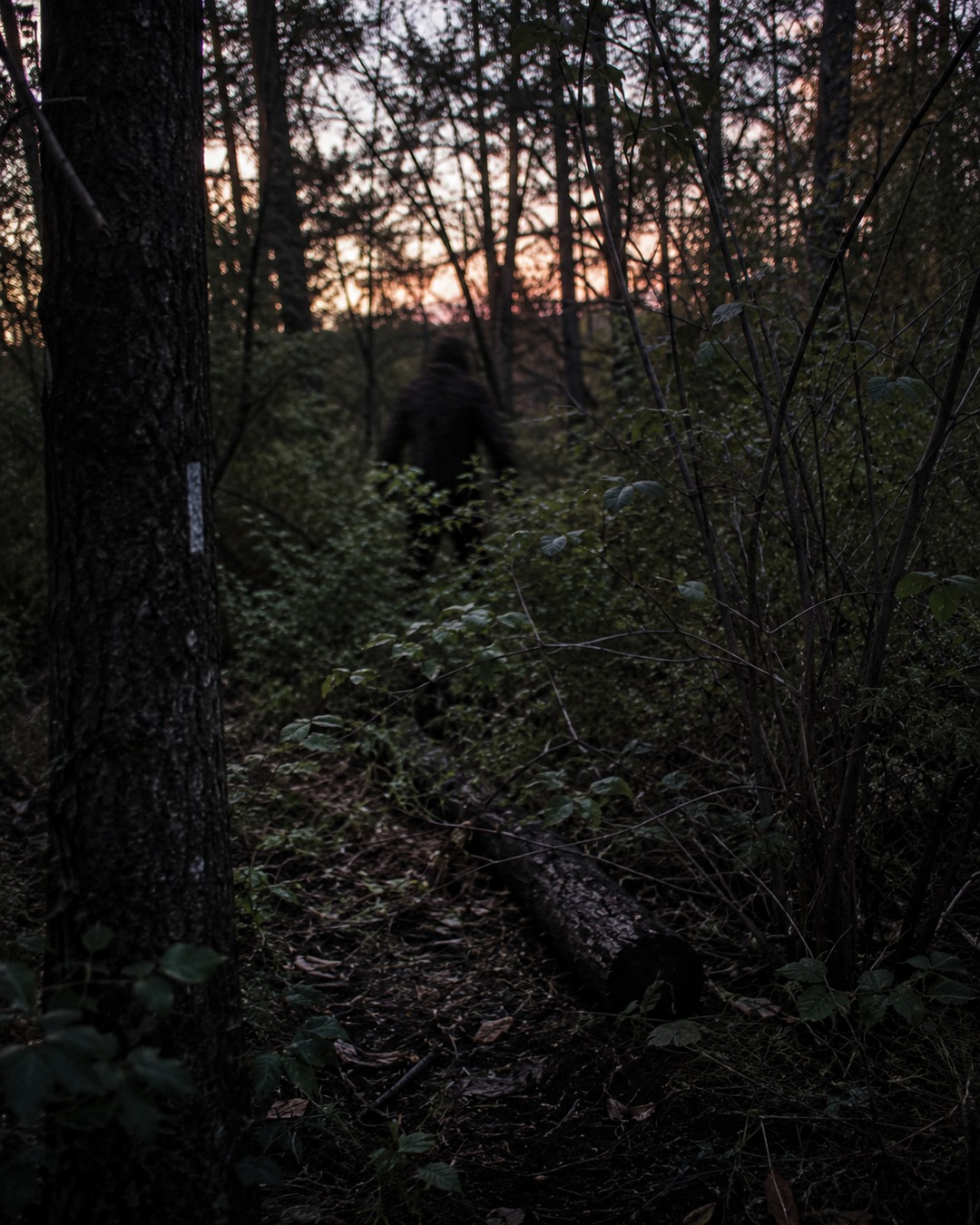 Editorial illustration of a blurred large figure at a forest edge beyond brush.