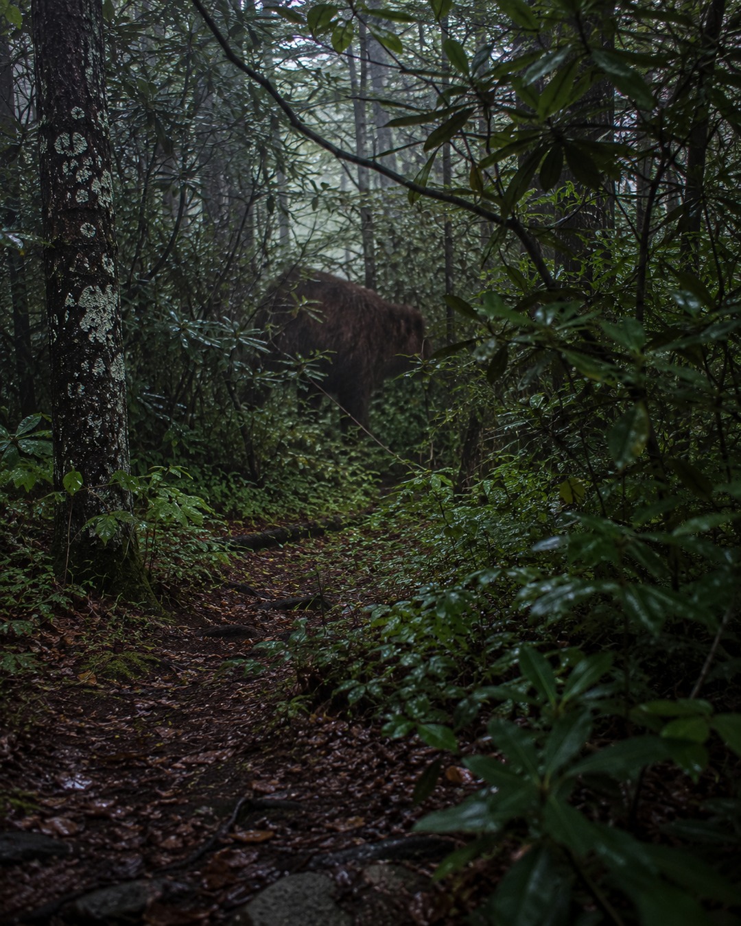 Editorial illustration of a deer or bear-like ordinary animal partly obscured near a trail camera path.