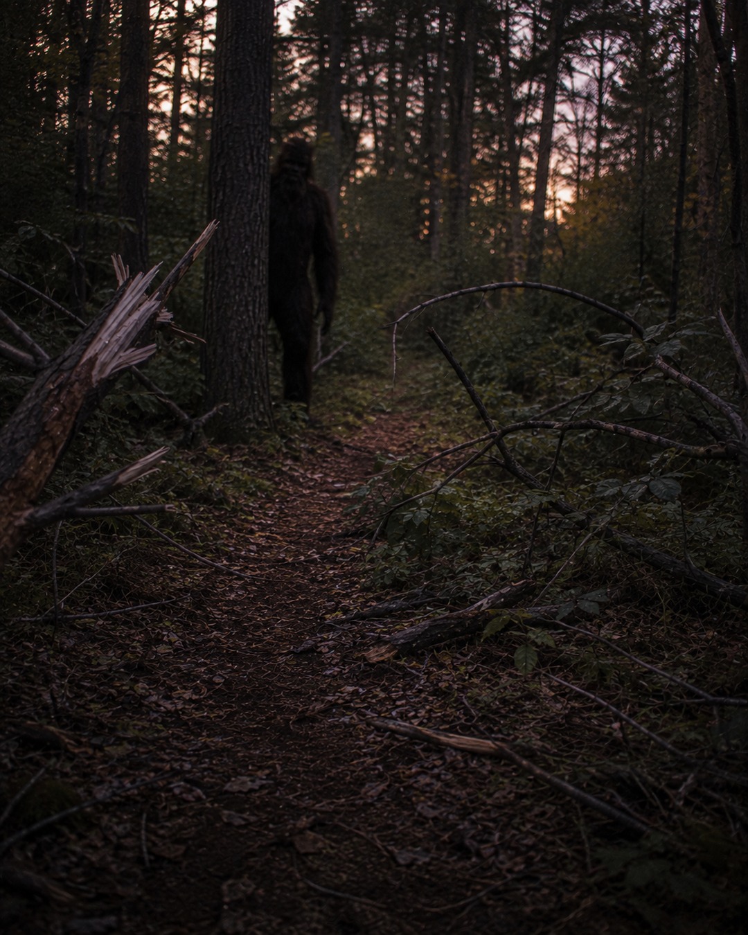 Editorial illustration of a huge Bigfoot-like figure partly behind bent trees near a forest path.
