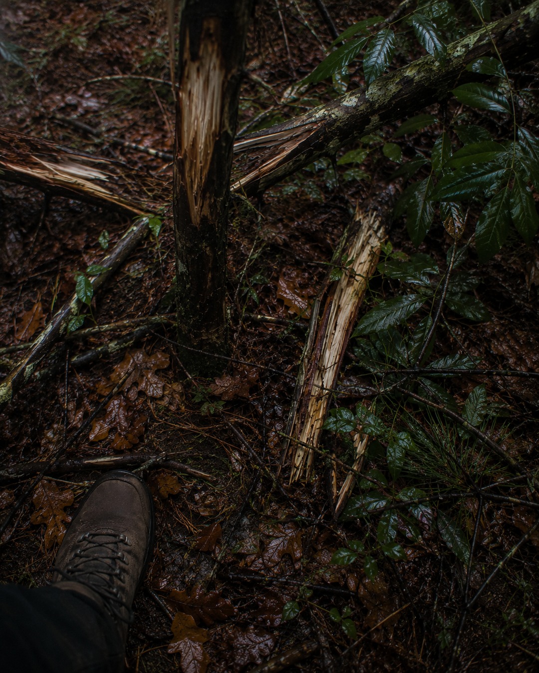 Editorial close view of snapped branches and bark marks in wet woods.
