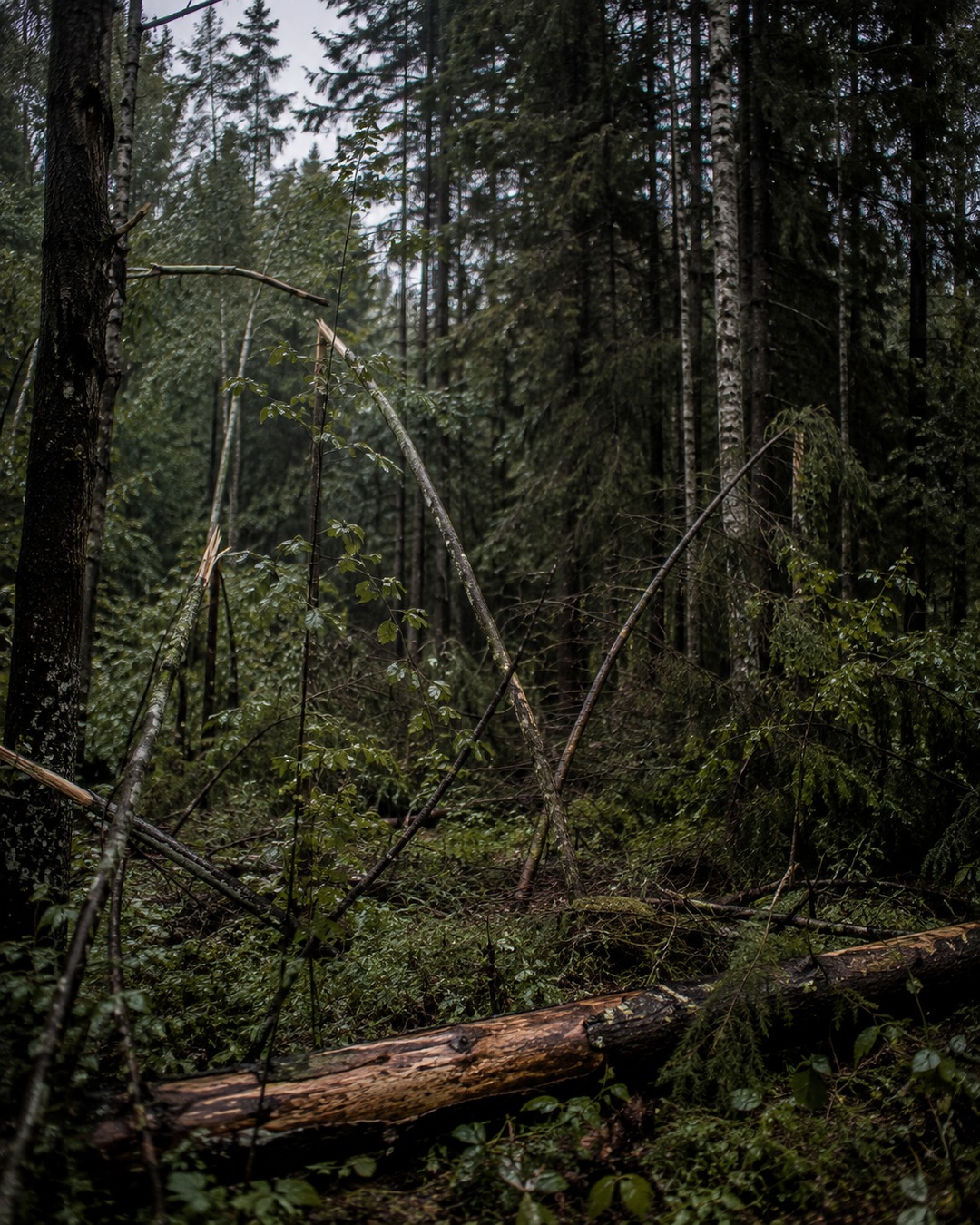 Editorial illustration of bent saplings and a dark forest edge after storm weather.