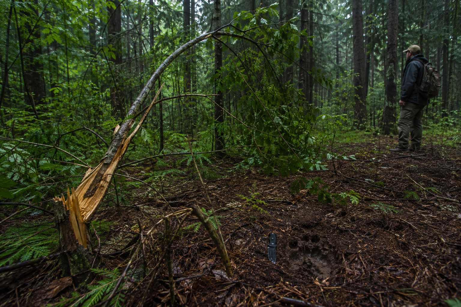 Premium supporting visual showing forest sign documentation context