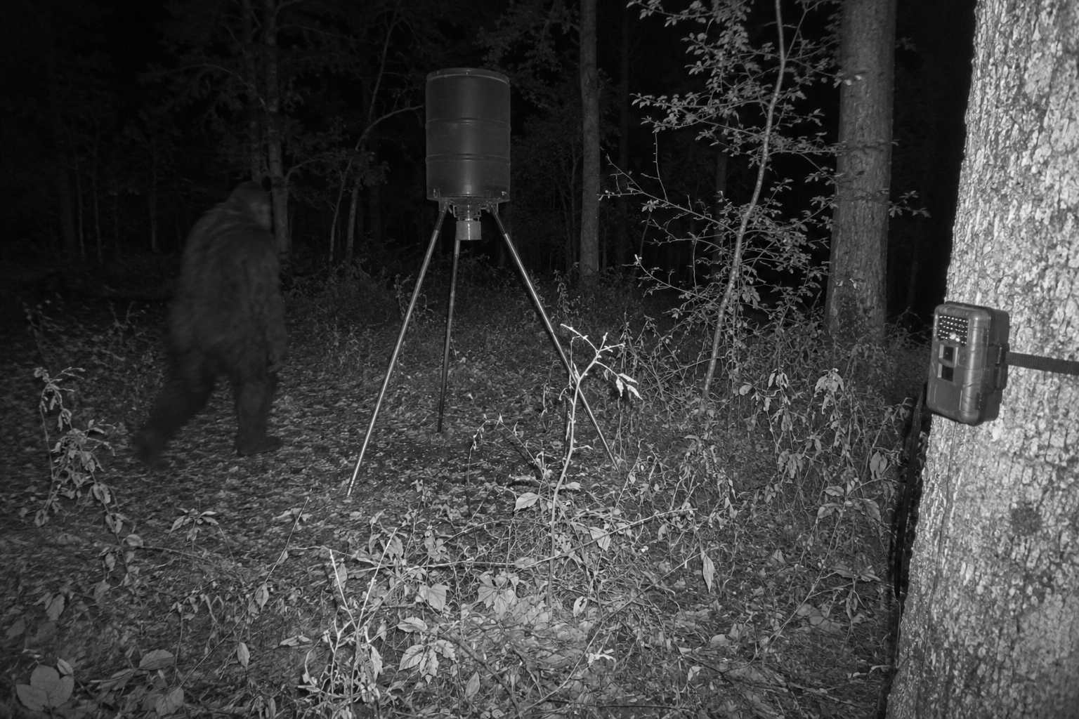 Premium supporting visual showing trail-camera blur and context limits