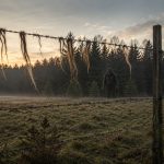 What Kind Of Creature Leaves Deer Hair Wrapped Around Fence Wire?