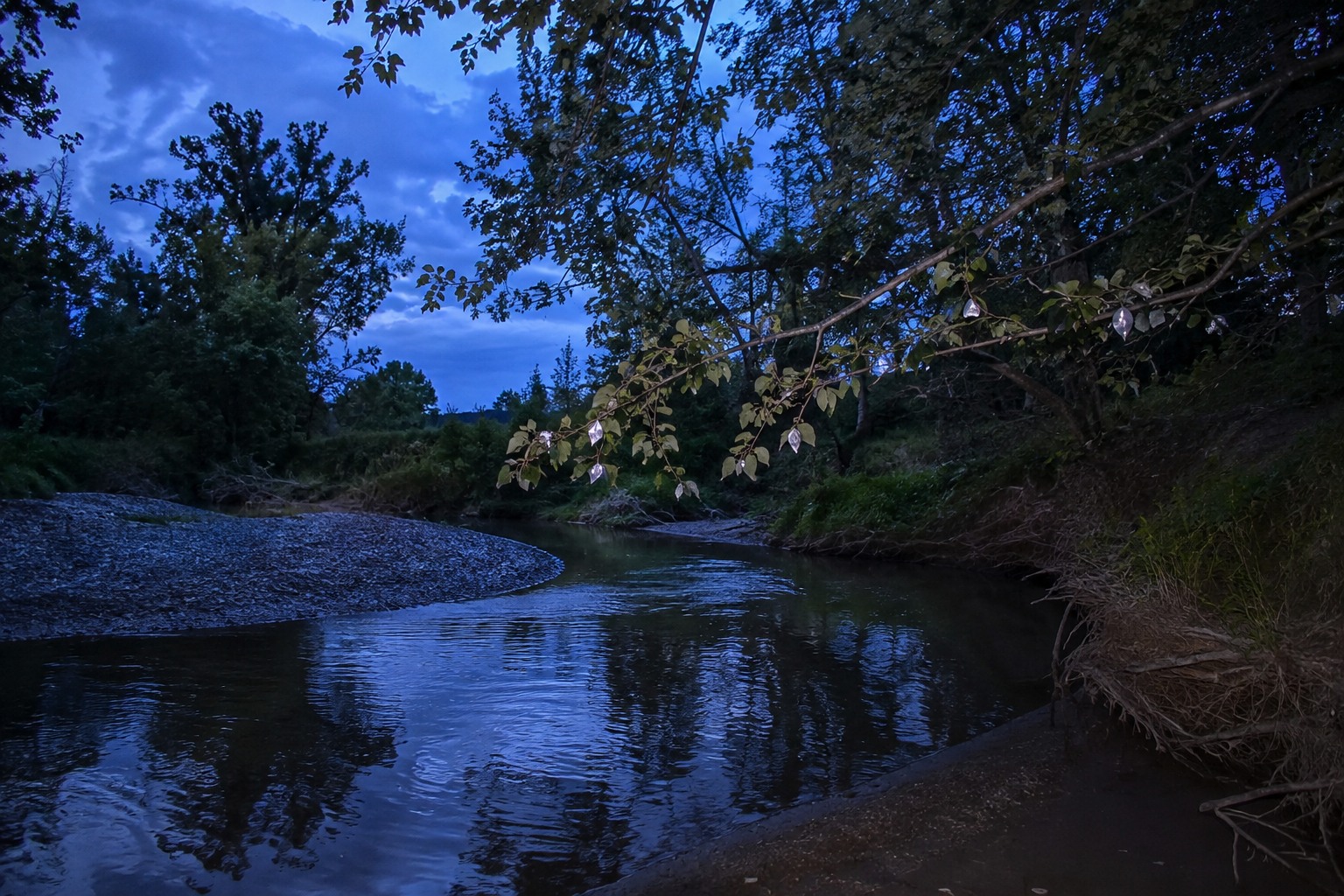 Editorial recreation for What Leaves Fish Scales On Branches Above The Creek?, image 1.