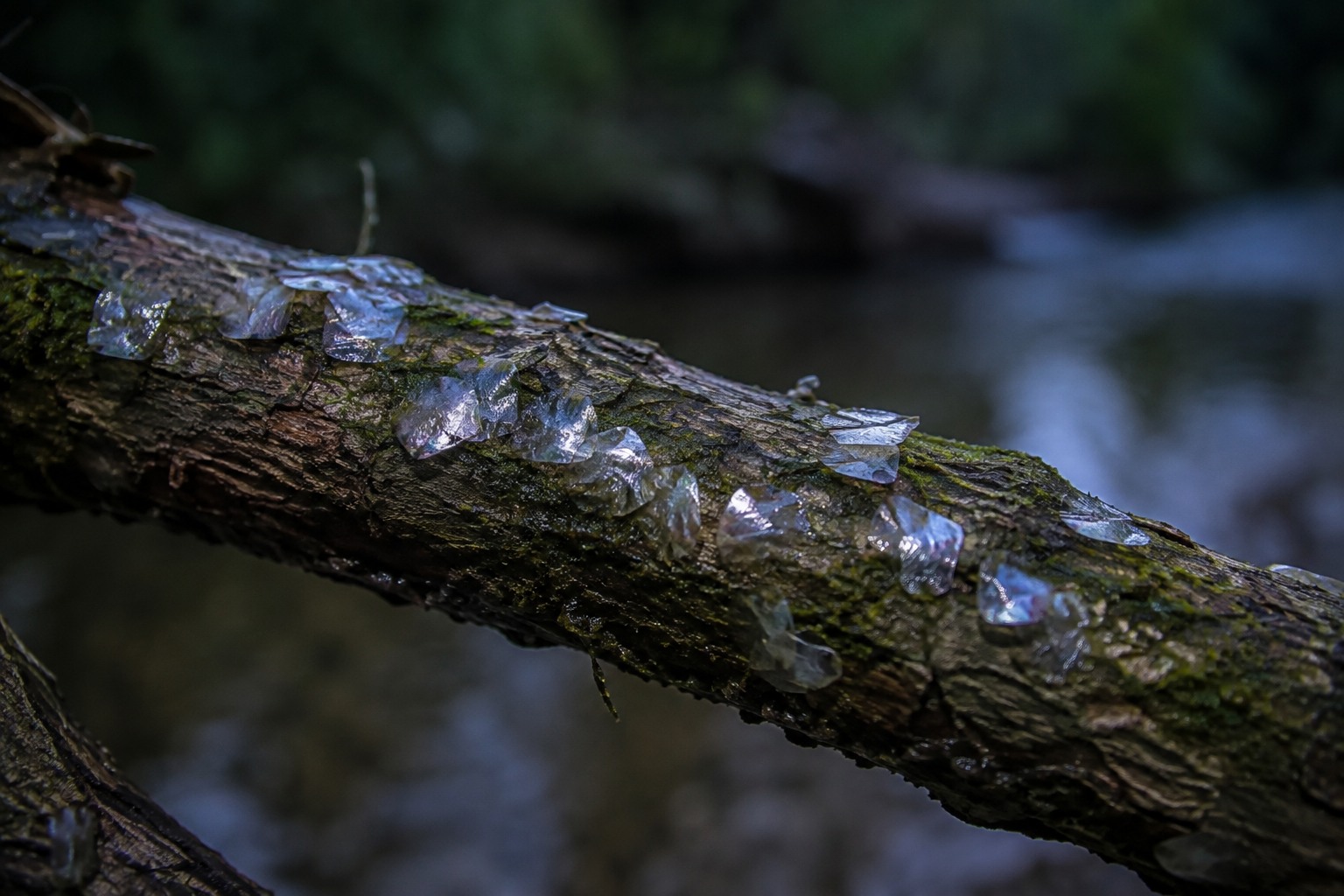 Editorial recreation for What Leaves Fish Scales On Branches Above The Creek?, image 2.