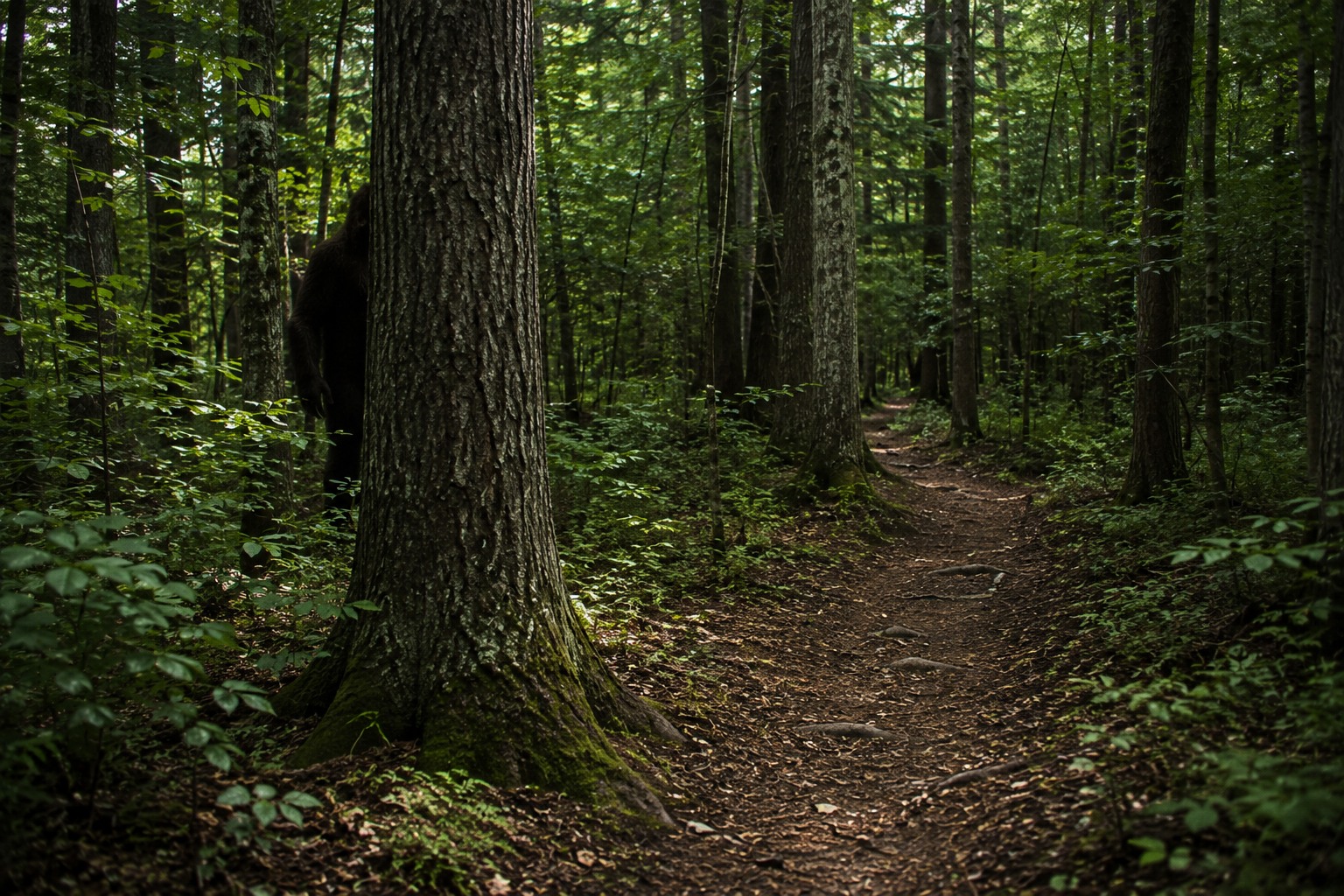 Editorial recreation for Why Do Bigfoot Witnesses Talk About Sudden Silence?, image 3.