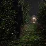 Why Do Hairy Figures Watch From Orchard Rows?